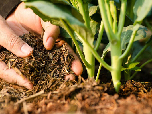 How Long Does Raised Bed Soil Last