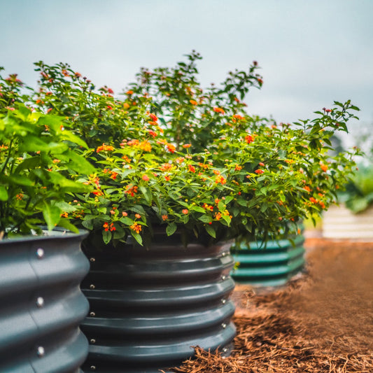 Anleolife Garden View: Is Raised Garden Bed Made of Metal Really Harmful To Health?