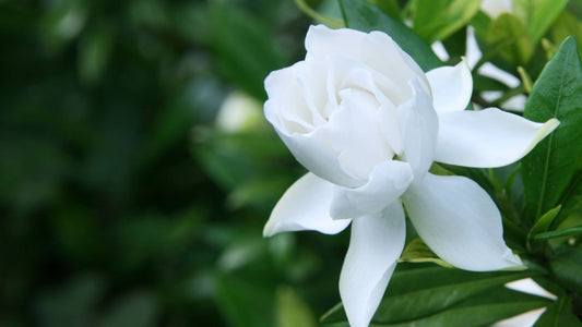Annual Plants That Bloom All Summer
