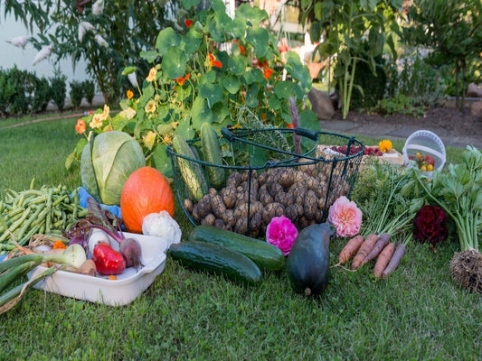 Strategies for Raised Bed Planting