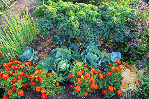 Anleolife Garden View: How to Practice Companion Planting in Raised Garden Beds