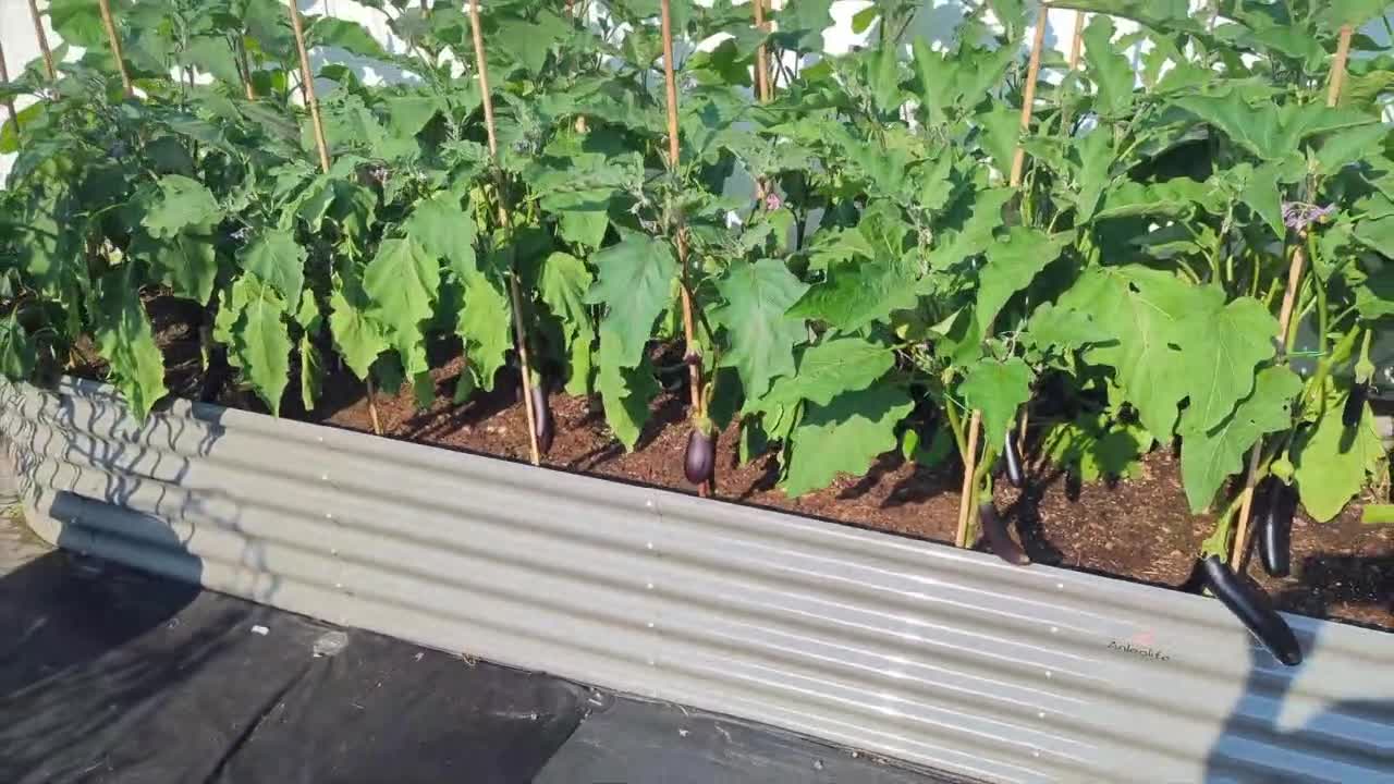 Raised Garden Bed: What Vegetables Are Best to Grow in Late Spring