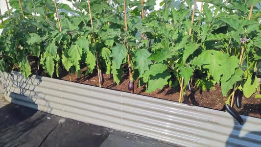 Raised Garden Bed: What Vegetables Are Best to Grow in Late Spring