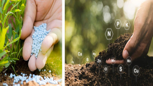 What to Know About Fertilizing in a Raised Garden Bed