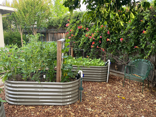 Pest-Repelling Plants Making Your Raised Bed Gardening Away from Pests