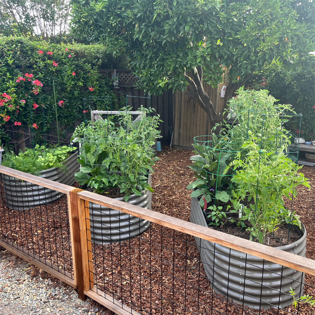 From Bare Beds to Abundant Harvest 🌿-How Richard Turned His Backyard into a Garden Everyone Wants
