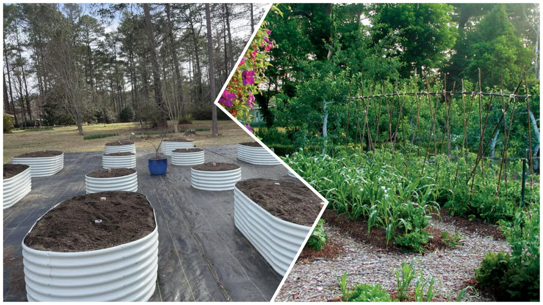 Raised Beds vs. In-Ground Gardens