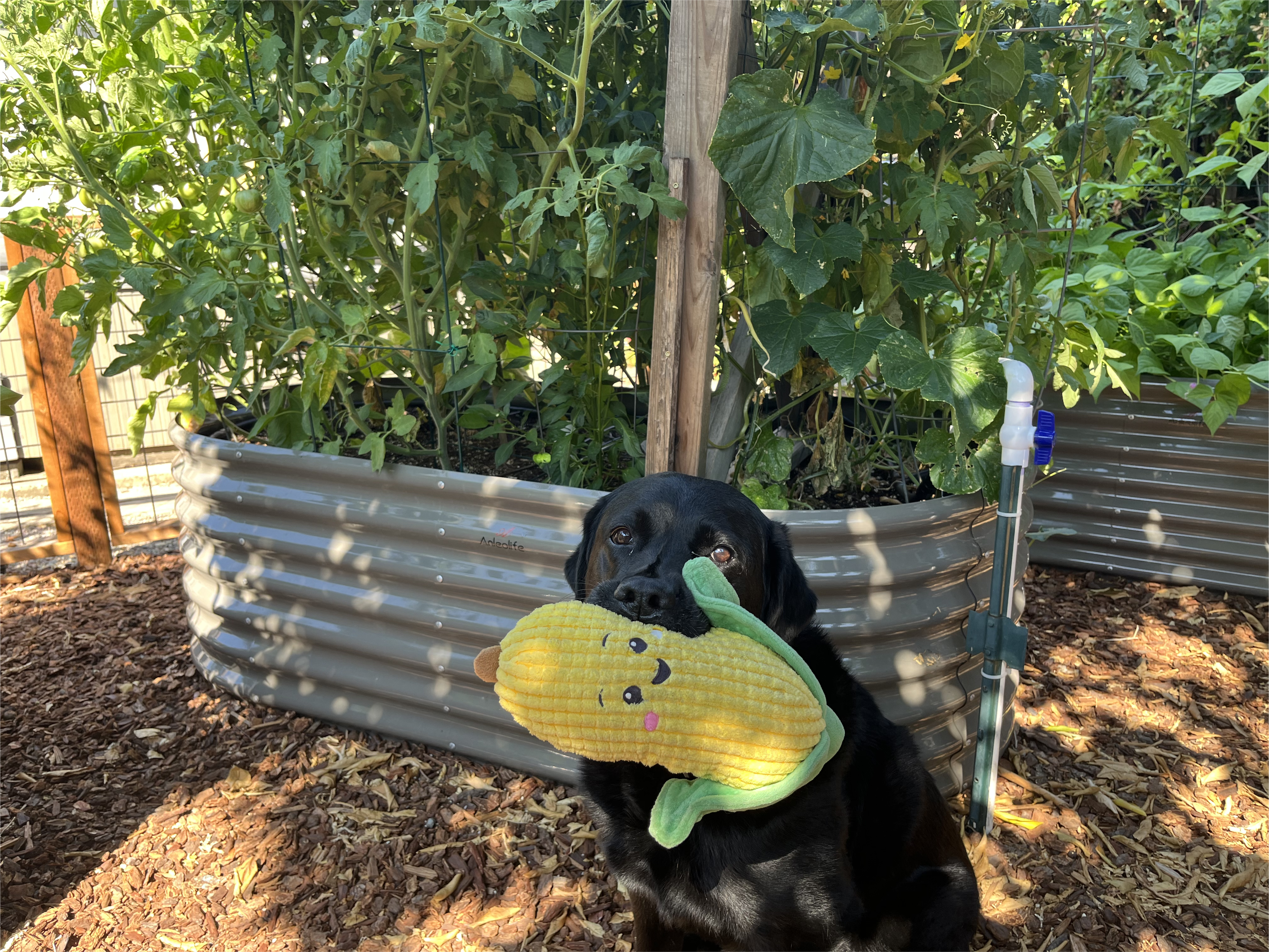 How to Build a Hinged Hoophouse for a Steel Raised Bed Garden?