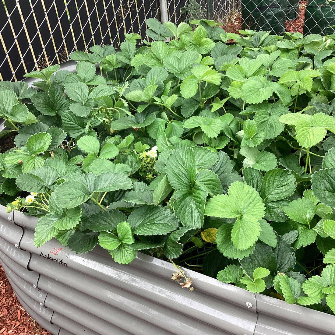 How to Make Hoops for Raised Beds Super Easily