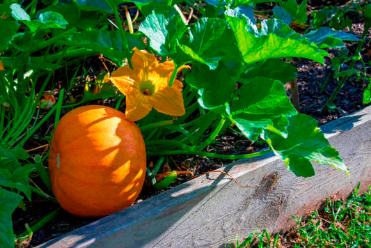 A pumpkin growing in a raised garden bed