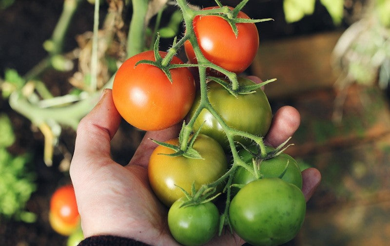 Anleolife Garden View: Useful Tips on How to Grow Tomatoes in Metal Raised Garden Beds(II)
