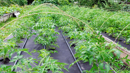 landscape fabric in a raised bed