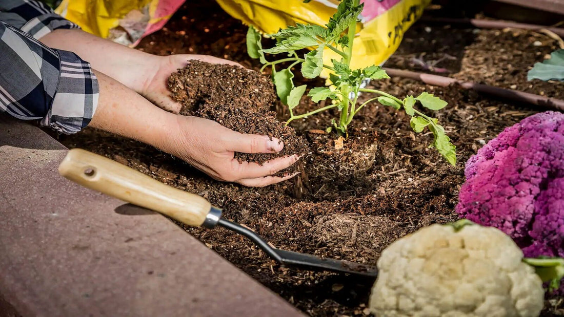 Improve your raised garden bed's soil