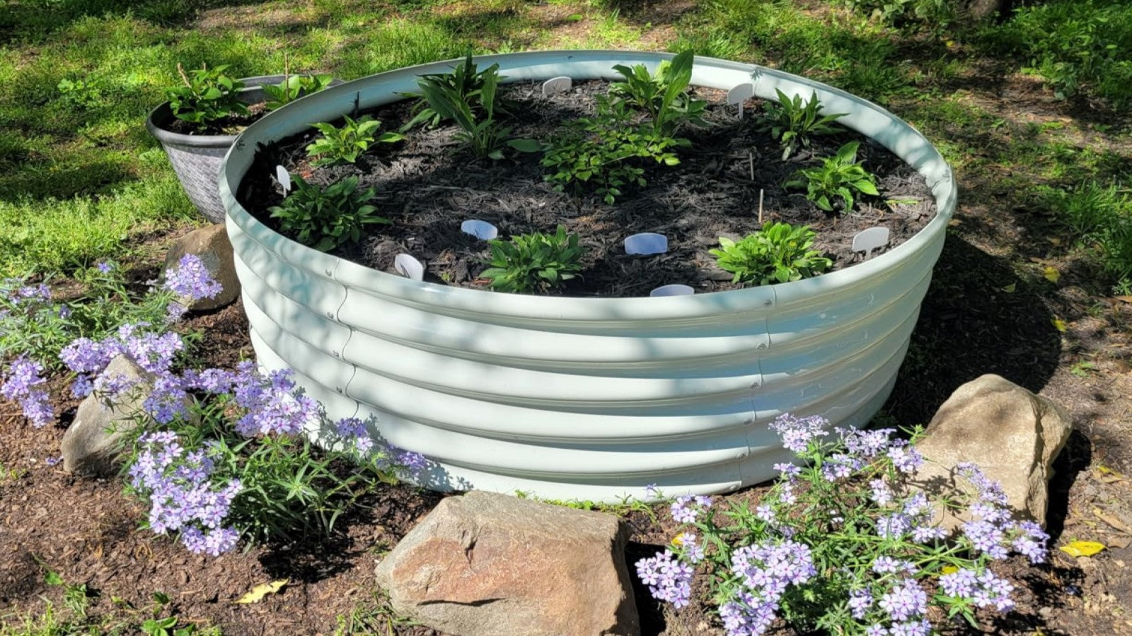 A round metal raised garden bed with young plants, surrounded by purple flowers and rocks.