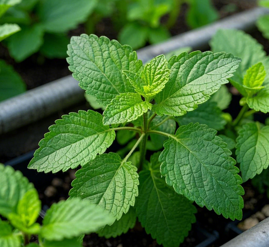 A close-up of a healthy lemon balm, showcasing its fresh green leaves growing in a garden bed.