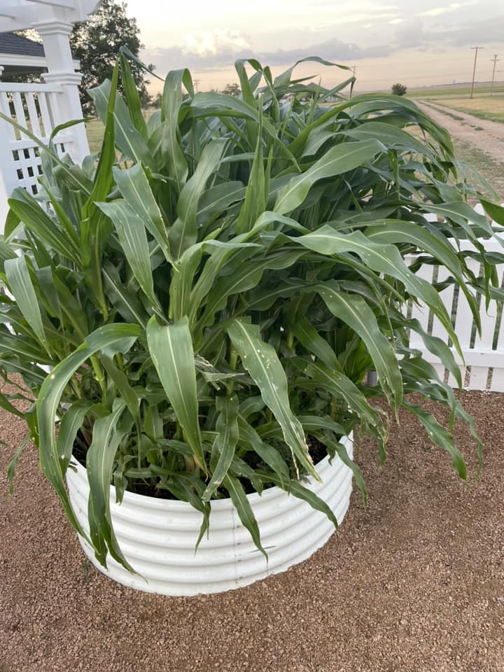 Set of 2: 48"x48"x18" Round Metal Raised Garden Beds (White)
