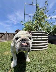 Reuben the Bulldog