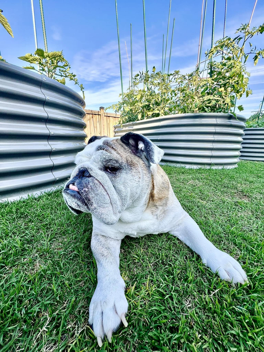 Reuben the Bulldog