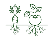 Deep-root plants: