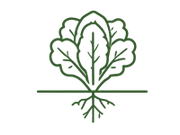 Shallow-root plants: